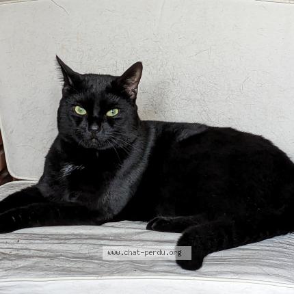 Photo 1/1 Uby Chat lost in Croix