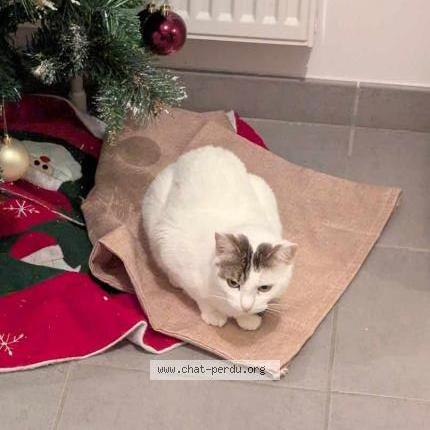 Photo 1/1 Mouchette Chat lost in Mehun sur yevre