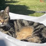 Picture of cat lost at Halluin