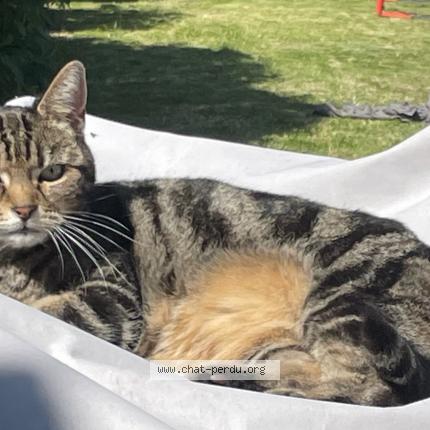 Photo 1/1 Maya Chat lost in Halluin