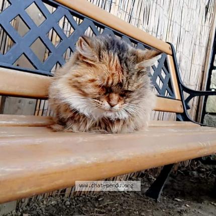 Photo 1/1 Kitty Chat lost in Servas