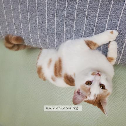 Photo 1/1 Nuage Chat lost in Sainte colombe la commanderie