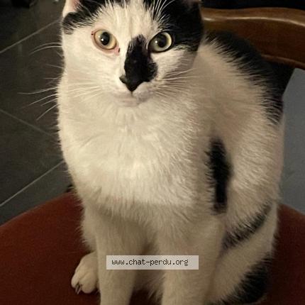 Photo 1/1 Lucky Chat lost in Villepreux