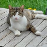 Picture of cat lost at Luxembourg Cessange