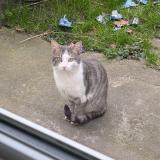 Picture of cat found at Torcy