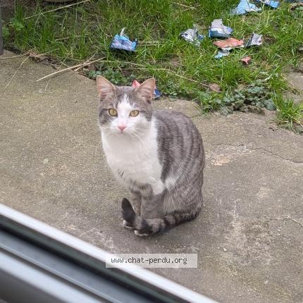 Photo 1/1 Found cat Found in Torcy