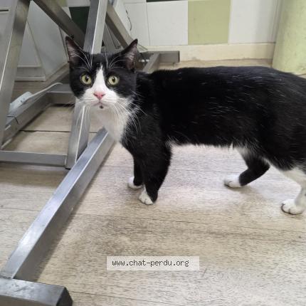 Photo 1/1 Found cat Found in Saint mande