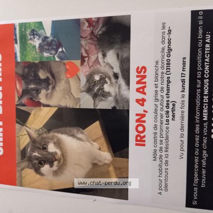 Photo 1/1 Iron Chat lost in Gignac la nerthe