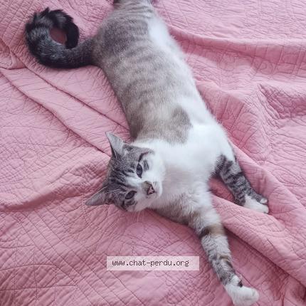 Photo 1/1 Paboo Chat lost in Remiremont