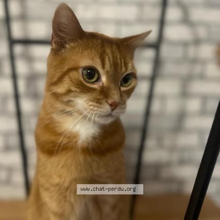 Photo 1/1 KIKO repond au nom de chaton Chat lost in Ormoy la riviere