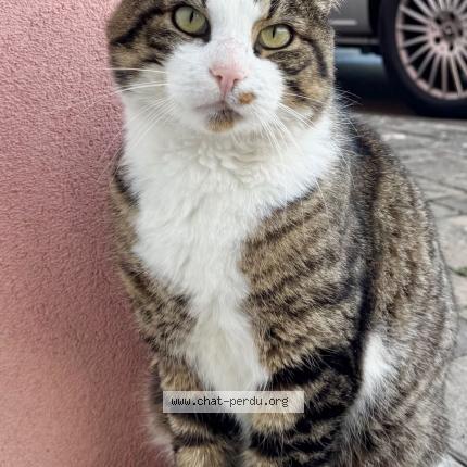 Photo 1/1 Miaous Chat lost in Perouse