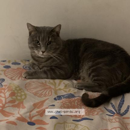 Photo 1/1 Choupy Chat lost in Canaule et argentiere