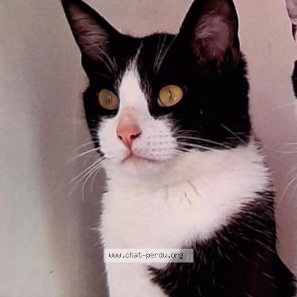 Photo 1/1 PTILOU Chat lost in Loqueffret