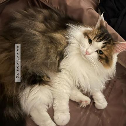 Photo 1/1 Lana barbier Chat lost in Messery