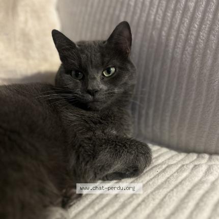 Photo 1/1 Goku Chat lost in Pau