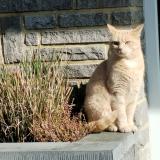 Picture of cat lost at Bas Oha