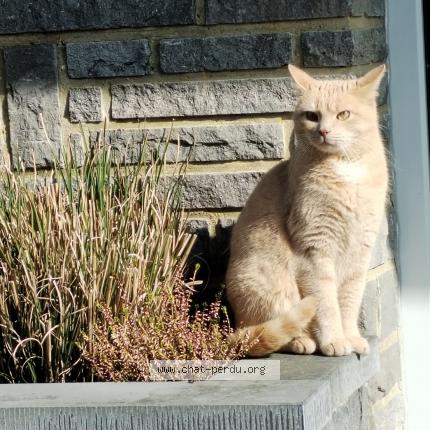 Photo 1/1 Puma Chat lost in Bas oha