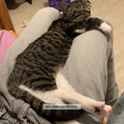 Photo 1/2 Winni Chat lost in Perigueux