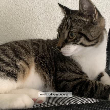 Photo 2/2 Winni Chat lost in Perigueux