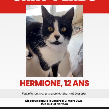 Photo 1/1 Hermione Chat lost in St pierre d oleron