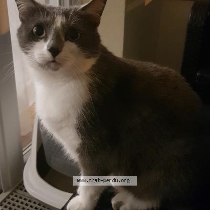 Photo 1/1 Gotta Chat lost in Montreuil