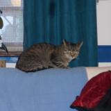 Picture of cat lost at Pessac