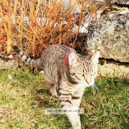 Photo 1/1 Sashimi Chat lost in Chantraine