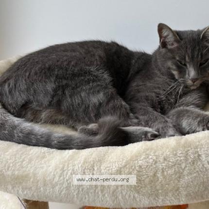 Photo 1/1 Loki Chat lost in Toussus le noble