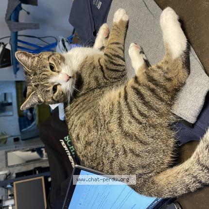 Photo 1/1 Calvin Chat lost in Sorans les breurey