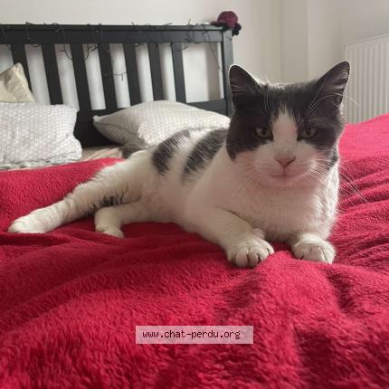 Foto 1/1 Kat teruggevonden Vermist in Waremme