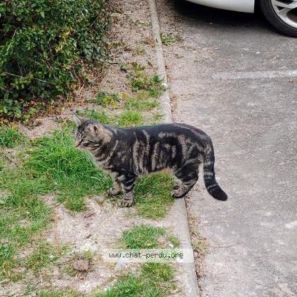 Photo 1/1 Found cat Found in Tinqueux