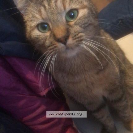 Photo 1/1 simba Chat lost in Reims