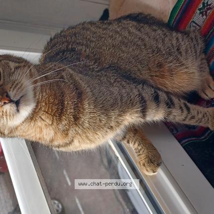 Photo 1/1 Véronique PETIT Chat lost in Hayange