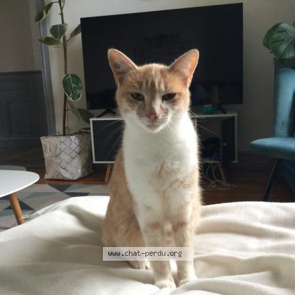 Photo 1/3 Nougat Chat lost in Chazelles sur lyon