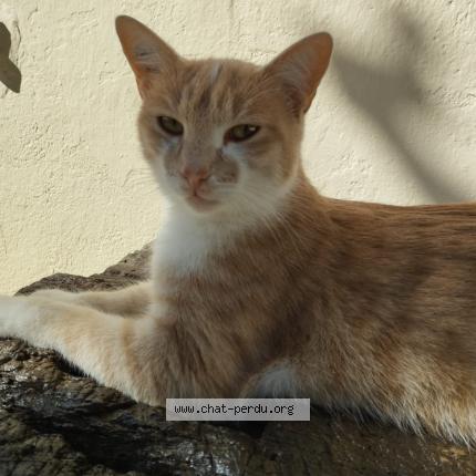 Photo 2/3 Nougat Chat lost in Chazelles sur lyon