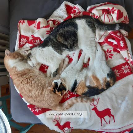 Photo 3/3 Nougat Chat lost in Chazelles sur lyon