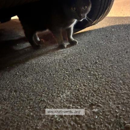 Photo 1/1 Found cat Found in Rouen