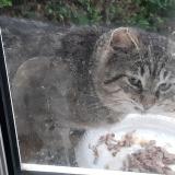 Picture of cat found at Talange