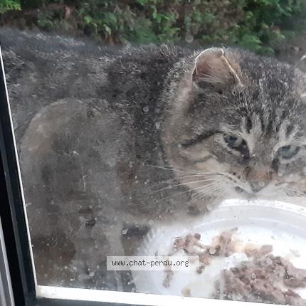 Photo 1/1 Found cat Found in Talange