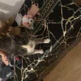 Picture of cat found at Aulnay Sous Bois