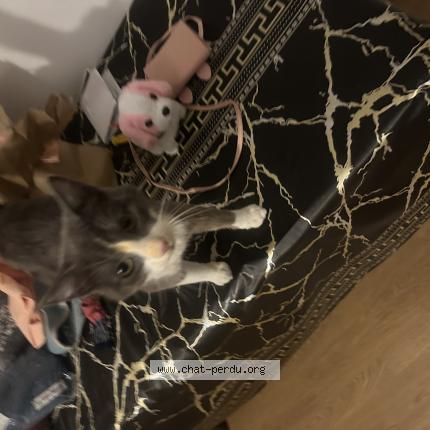 Photo 1/1 Found cat Found in Aulnay sous bois