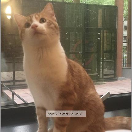 Photo 1/1 CARAMEL Chat lost in Maison laffitte