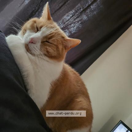 Photo 1/1 adrien cureaux Chat lost in Moutiers les mauxfaits