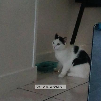 Photo 1/1 Smoothi Chat lost in Saint cybardeaux