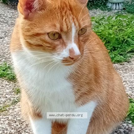 Photo 1/1 Kaly Chat lost in Auzouer en touraine