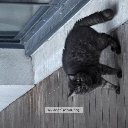 Photo 1/1 Found cat Found in Montreuil