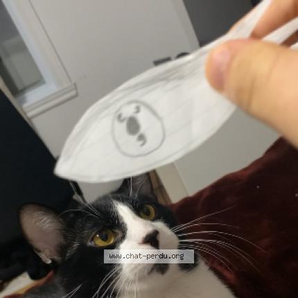 Photo 1/1 Gohan Chat lost in Blainville