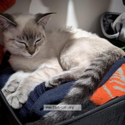 Photo 1/1 Kelani Chat lost in Vernon