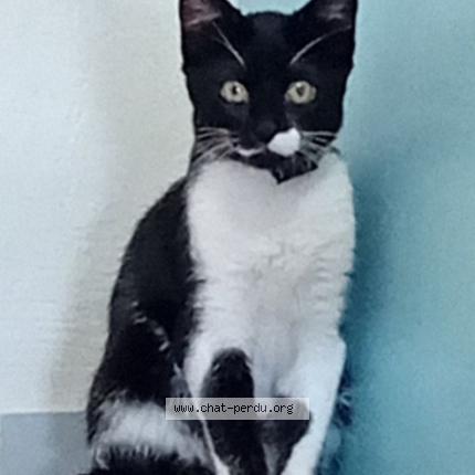 Photo 1/2 Wajed Khan Utmanzai Chat lost in Rennes