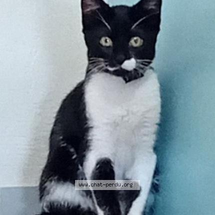 Photo 2/2 Wajed Khan Utmanzai Chat lost in Rennes